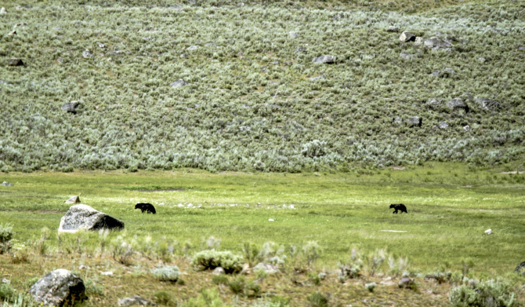 Bears along the Lamar Valley road in the north of the Yellowstone National Park. Tip: Bring binoculars or a spotting scope.