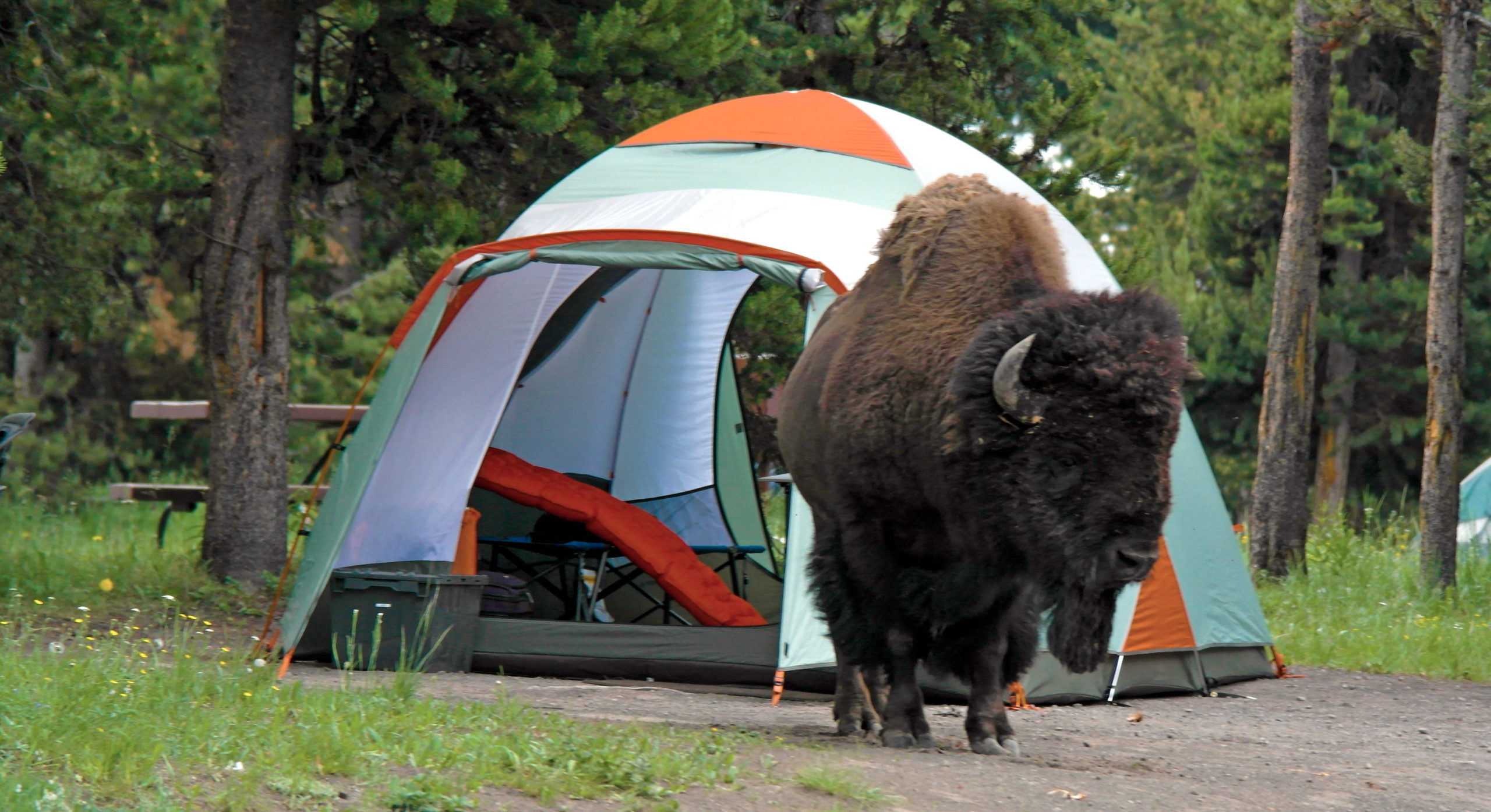 Yellowstone Trip Planning Tips